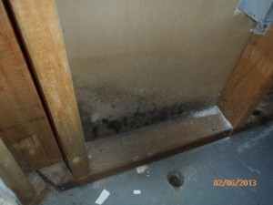 Black mold basement drywall
